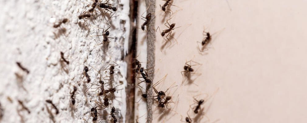 Target Pests including Ants